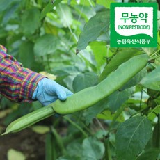 생작두콩