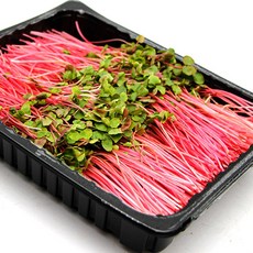 국내산 특품 빨간 메밀순 한박스 1kg 메밀싹 가니쉬 샐러드야채, 빨강 메밀순 1박스 1kg, 1개