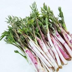 기타 오늘의채소 눈꽃땅두릅 1kg, 1개