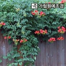 능소화묘목 썸머째즈 파이어트럼펫 15cm사각포트 개화주 묘목 가림원예조경