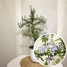 클리핑로즈마리