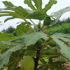 무화과 바나네 청무화과 3년 분달이 특묘목 당해열매결실, 바나네2년생노지묘2주, 1개