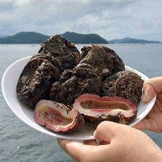 배다해 산지직송 해녀채취 자연산 돌멍게, 1박스, 1kg(자연산돌멍게/초장)