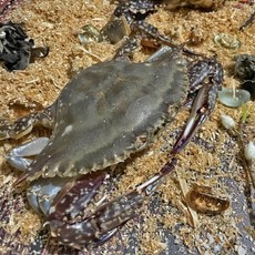 서해 태안 신진도 살아서 도착하는 활 톱밥꽃게 2kg 제철 꽃게