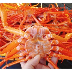 [한정특가] 울진 활 홍게 생물 붉은대게 A급 4.5kg 수율80%