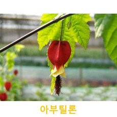 아부틸론