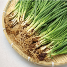 국내산 쪽파 흙쪽파 얇은파 실파 당일작업, 1개, 1kg