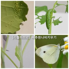 배추흰나비키우기 나비키우기세트 한살이키트 리틀파브르, 알(8~10개)+먹이화분(대) 2개+사육망+설명서