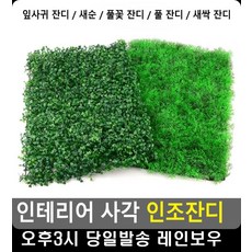 칼라잔디