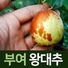 깨끗한해품은경산햇대추