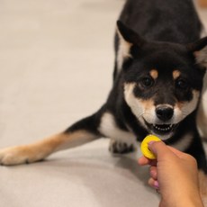 크레이티브펫 훈련용 똑딱이 (클리커 트레이닝) 클리커, 화이트똑딱이, 1개