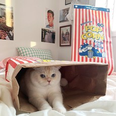 팝콘숨숨집
