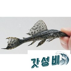 비파물고기 TOP01