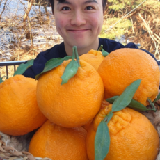 제주 천혜향 한라봉 레드향 혼합세트 산지직송 프리미엄 과일 선물용 선물세트, 1박스
