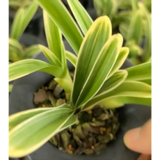 희란국연가(외전증보판)(전2권)