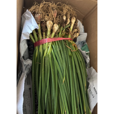 국내산 산지직송 당일수확 노지 흙 쪽파 실파 잔파 흙쪽파, 1개, 400g