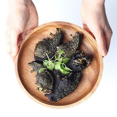 숨비해물 거제도 해녀 자연산 군소500g, 단품