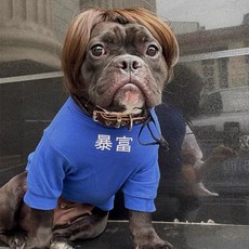 강아지가발 가발 코스프레 법두바고 고양이 시바견, 브라운 쿨 숏컷, 1개