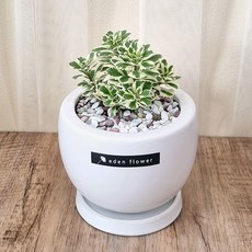 아틀란티스세덤