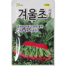 덴마크시금치씨앗500립