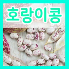 호랑이콩 종자 30g 울타리 콩 얼룩콩 강낭콩씨 종자심기, 1개