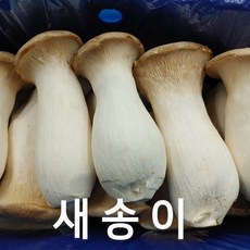 꼬마새송이버섯