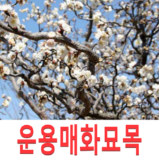 (성실G)운용매화 묘목 접목1년생 1그루