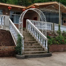 주목나무분재판매