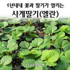 [모종심는아빠] 1년내내 꽃이피고 딸기가 열리는 사계딸기 엘란 하얀꽃, 1개