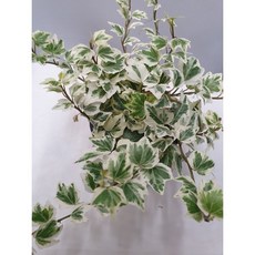 보거스플라워 아이비 10~120cm 식물 모음 수성 공기정화식물 행잉플랜트 식물 스킨답서스, 5. 수성 아이비, 1개