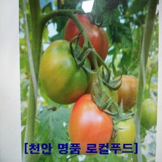 못난이토마토