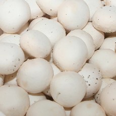 전대표 국내산 중품 양송이버섯, 1박스, 500g