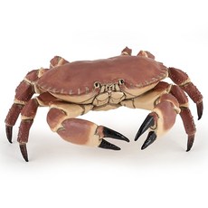 파포해양동물