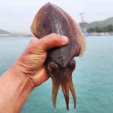 국내산 생물 활 갑오징어 회 횟감