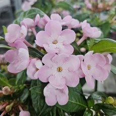 [목본]햅시바(중품), 1개