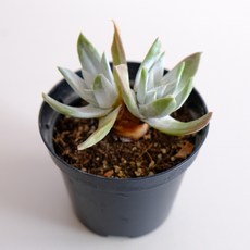 고무신다육정원