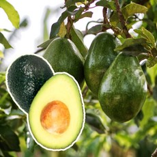 아보카도 TOP01