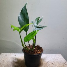 유식물원