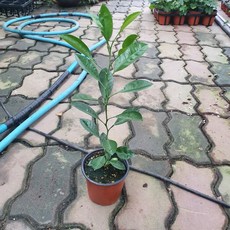 10~30cm 39 깔라만시나무 과실수 소품