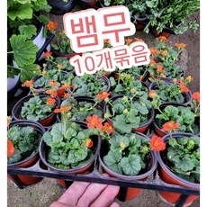 뱀무꽃 10개묶음/꽃 색이 너무 매력적인 뱀무꽃