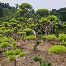 황금소나무