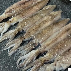통찜용 총알 한치 500g (aaa_4727) [원산지:원양산(대서양)], 1개