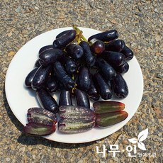 [나무인] 블랙사파이어 접목묘 리뷰후기