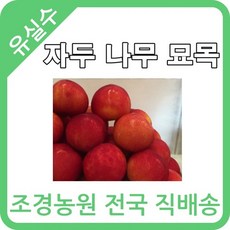 대한조경농원 자두 나무 묘목 (1년생 5주 묶음) [왕자두 후무사 추희 수박자두 로얄대석 뷰티(수분수)]
