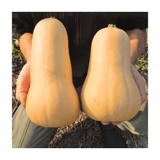 제주특산 땅콩호박 고소달콤 영양만점 6kg(약 6~9과 내외), ONE COLOR, 제주 땅콩호박 6KG(6~9과 내외)