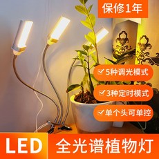 햇빛아래식물등