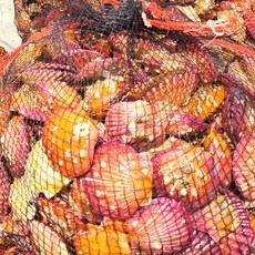 [당일조업 당일발송] 24년 첫 생산개시 국내산 통영 제철 활 세척 홍가리비 1kg (35미내외), 1개