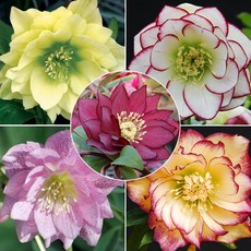 개화주 헬레보루스 15cm 8종 크리스마스로즈 야생화 겨울장미 겨울꽃 노지월동 4.레드사파이어 1개 상품 이미지
