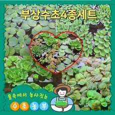 [수초농부] 부상수초 4종세트(아마존 프로그비트 살바니아 쿠쿠라타 필란터스 플루이탄스 목련 물배추), 1세트