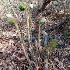 지리산특산물 햇고비 국내산 햇건고비 건고비 고비 고비나물 말린고비 야생 봄나물 산나물 산야초 깨치미 깨초미 고비나물 깨치미나물